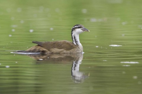 Sungrebe (Heliornis fulica), Ecuador