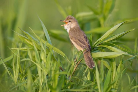 Marsh Warbler (Acrocephalus palustris) male singing, Poland