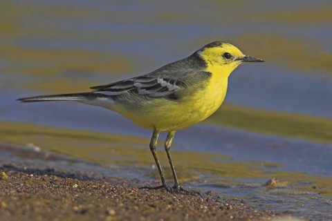 Citrine Wagtail (Motacilla citreola), Lesvos, Greece