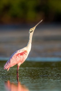 Roseate Spoonbill (Platalea ajaja) foraging in shallow water, Florida, USA