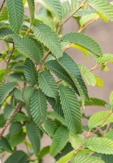 Zelkova carpinifolia (Zelkova carpinifolia), LVG Erfurt, Germany