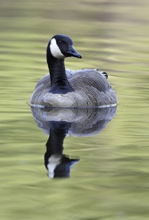 Canada Goose (Branta canadensis), British Columbia, Canada