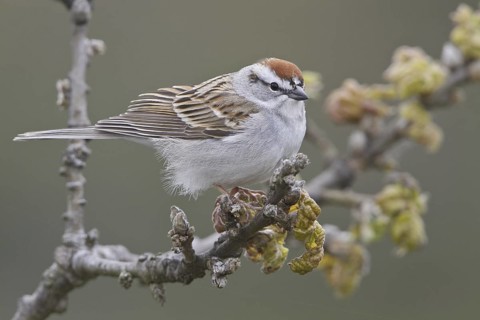 Chipping Sparrow (Spizella passerina), British Columbia, Canada