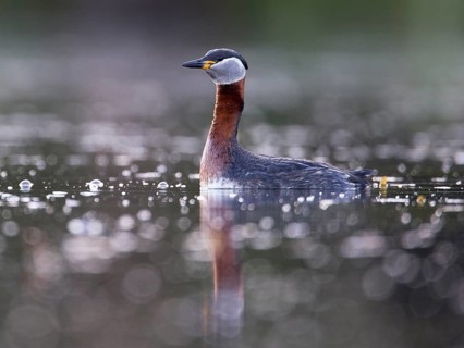 Red-necked Grebe (Podiceps grisegena), Mecklenburg-Western Pomerania, Germany