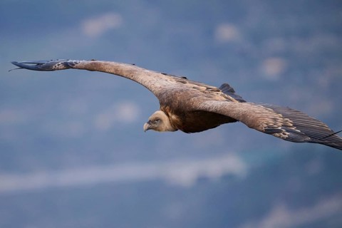 A griffon vulture spreads its powerful wings, gliding effortlessly over the serene Alicante