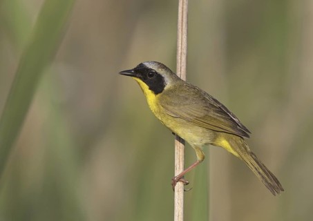 Common Yellowthroat (Geothlypis trichas), Ohio, USA