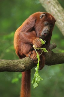 Venezuelan red howler (Alouatta seniculus), food, eat, mouth, open, amazed, face, facial