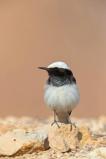 Black wheatear, (Oenanthe monacha), animals, birds, perching, passerines, Israel