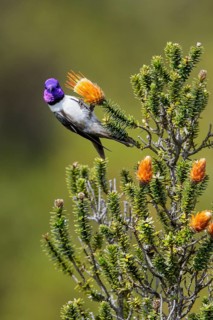 Ecuadorian Hillstar (Oreotrochilus chimborazo) perched on a flower in Ecuador