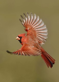 Northern Cardinal (Cardinalis cardinalis) flying, Texas, USA