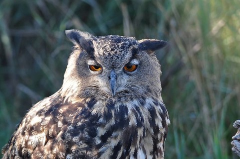Eurasian Eagle-owl (Bubo bubo)