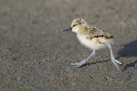 Pied Avocet (Recurvirostra avosetta) juvenile, Texel, Netherlands