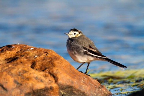 White Wagtail (Motacilla alba), Castile-La Mancha, Spain