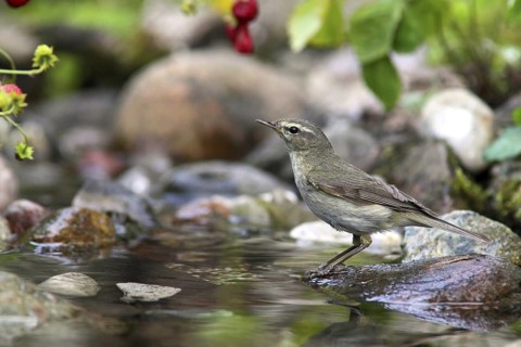Willow Warbler (Phylloscopus trochilus) at little stream, Mecklenburg-Western Pomerania, Germany