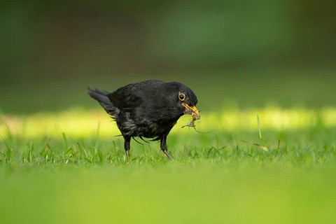 European blackbird (Turdus merula) adult male bird collecting slugs for food from a garden grass