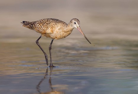 Marbled Godwit (Limosa fedoa) - Morro Bay, California