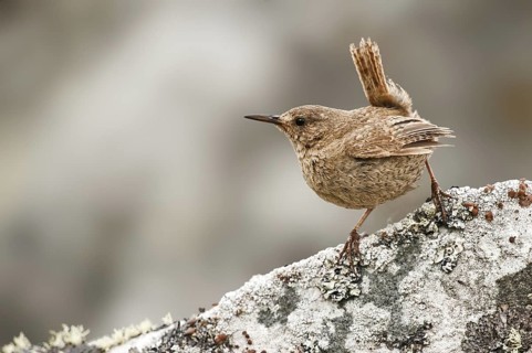 Pacific Wren (Troglodytes pacificus), British Columbia, Canada