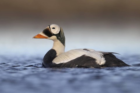 Spectacled Eider (Somateria fischeri) male, Alaska, USA