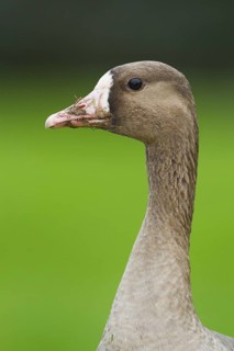 Greater White-fronted Goose (Anser albifrons), Schleswig-Holstein, Germany