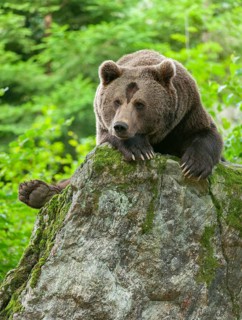 Brown bear (Ursus arctos) lying on a rock covered with moss, captive, Bavarian Forest National