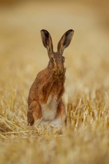 European brown hare (Lepus europaeus) adult washing its face in a farmland stubble field, Norfolk,
