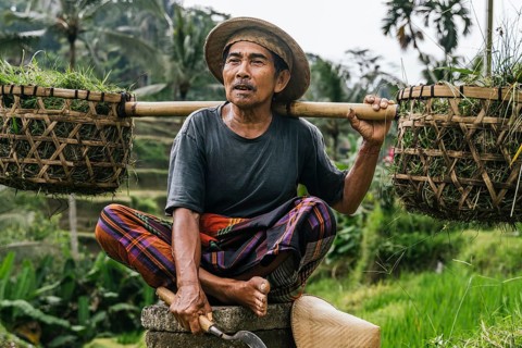 Man rests from working in a lush rice field in Bali, Indonesia. He holds a wooden pole in his