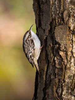 Tree Creeper (Certhia familiaris), on a tree stem, with a caught insect in its beak, Hesse, Germany