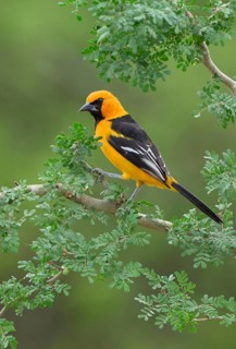 Altamira Oriole (Icterus gularis) perched on a branch, Texas, USA