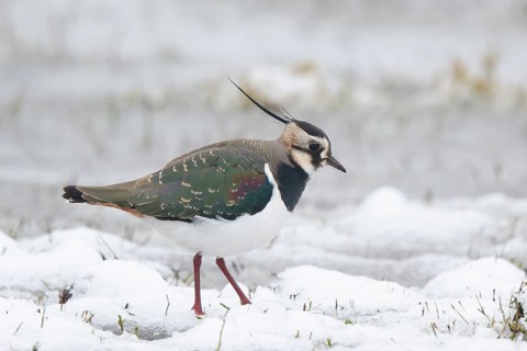 Northern Lapwing (Vanellus vanellus) foraging in snow, Netherlands