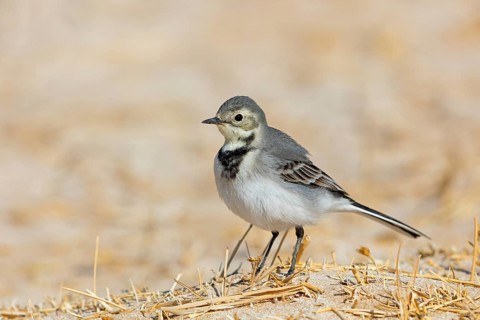White wagtail, (Motacilla alba), songbird, Muntasar oasis, Salalah, Dhofar, Oman