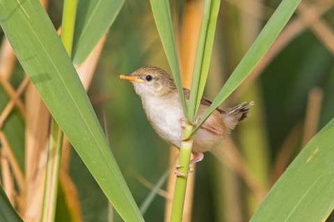 Striped Prinia, Prinia gracilis, Israel