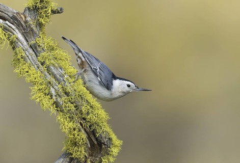 White-breasted Nuthatch (Sitta carolinensis), Oregon, USA