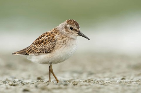 Least Sandpiper (Calidris minutilla), Texas, USA