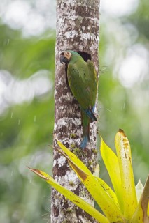 Chestnut-fronted Macaw (Ara severa) perched on a branch in Manu National Park, Peru