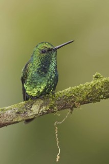 Western Emerald (Chlorostilbon melanorhynchus), Ecuador
