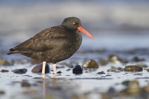 Black Oystercatcher (Haematopus bachmani), British Columbia, Canada