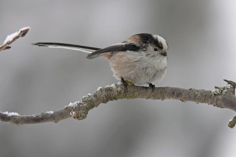 Long-tailed Tit (Aegithalos caudatus), Rhineland-Palatinate, Germany