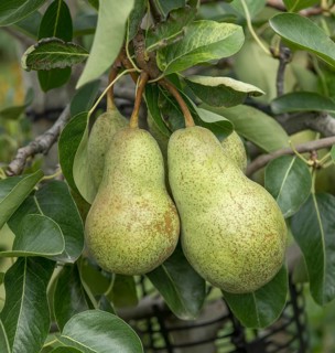 Pear (Pyrus communis 'Triomphe de Vienne'), Bavarian Fruit Centre, Germany