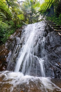 Waterfall in rainforest with tree ferns, Rushaga, Bwindi Impenetrable Forest, Uganda