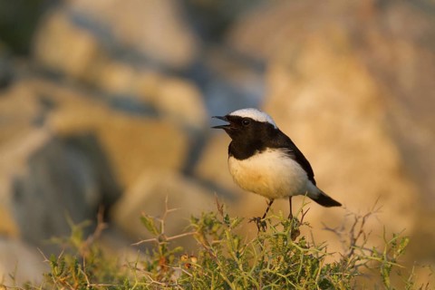 Cyprus Wheatear (Oenanthe cypriaca) male singing, Cyprus