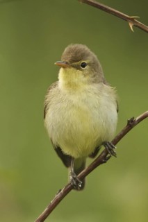Melodious Warbler (Hippolais polyglotta), Saarland, Germany