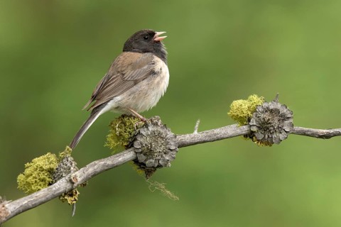 Oregon Junco (Junco hyemalis oreganus) singing from lichen branch, British Columbia, Canada