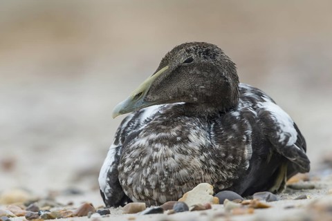 Common Eider (Somateria mollissima) female, Schleswig-Holstein, Germany