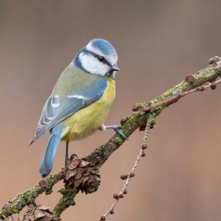 Eurasian Blue Tit (Cyanistes caeruleus) perched on a branch, Lower Saxony, Germany