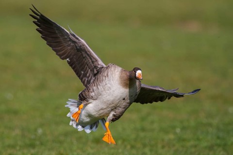 Greater White-fronted Goose (Anser albifrons) flying, Netherlands