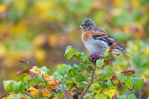 Brambling (Fringilla montifringilla), spring, foraging, Battenberg, Heligoland,