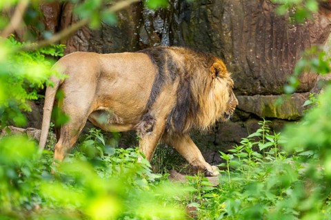 Asiatic lion (Panthera leo persica) male walking around on the ground, captive, Germany
