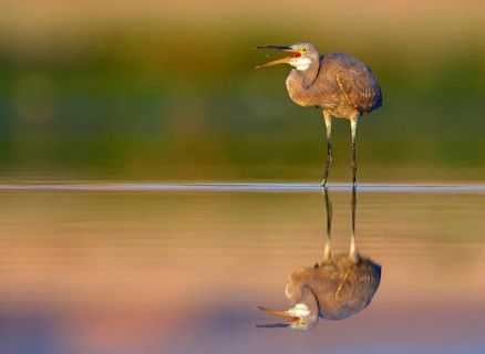 Heron, (Egretta gularis), heron, animals, birds, biotope, habitat, foraging Salalah, Raysut,