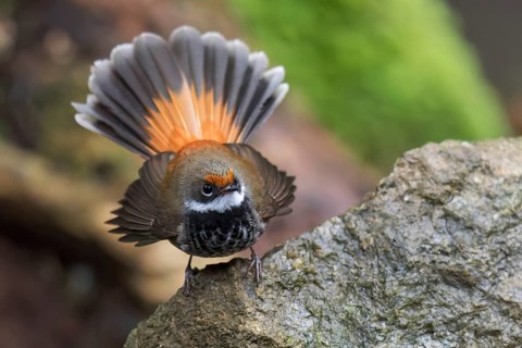 Rufous Fantail (Rhipidura rufifrons) perched on a branch in eastern Australia