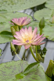 Water lily (Nymphaea 'Albert Greenberg'), Botanical Garden, Munich, Bavaria, Germany